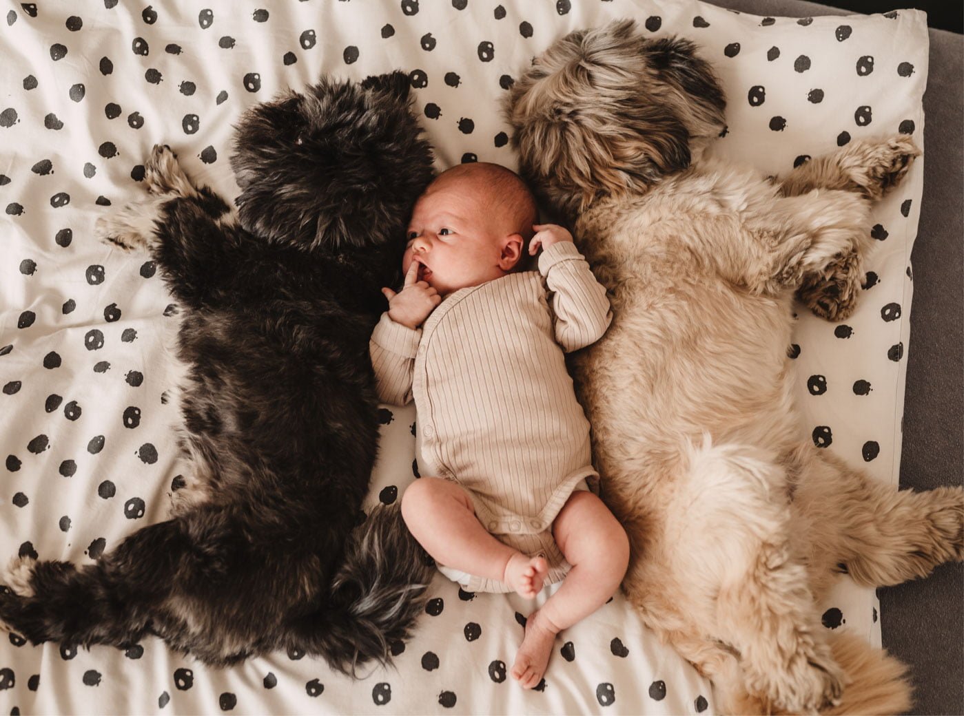 noworodek leży z dwoma psami na łóżku